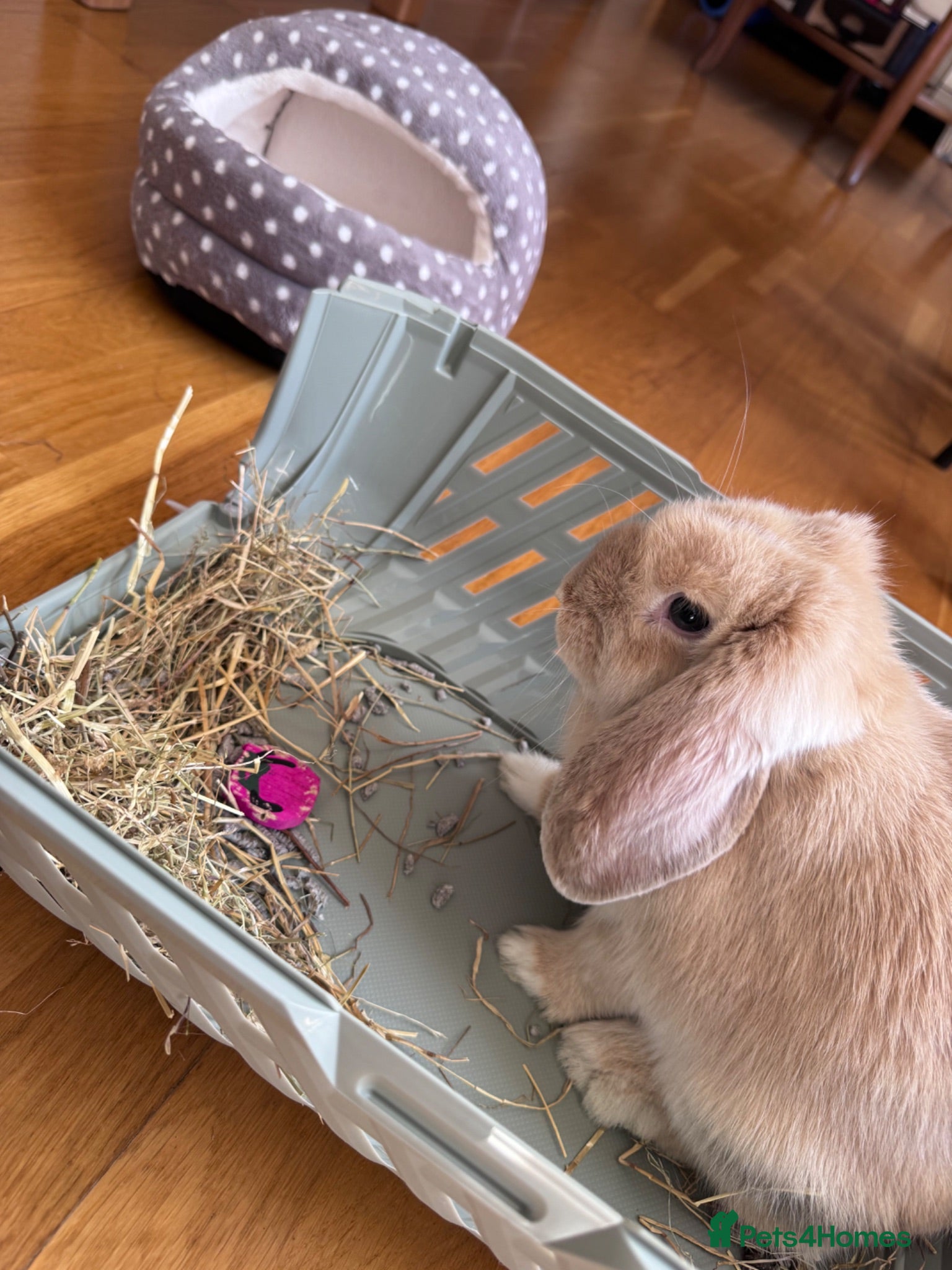 Mini Lop rabbits Holland lop rabbit female - Advert 1