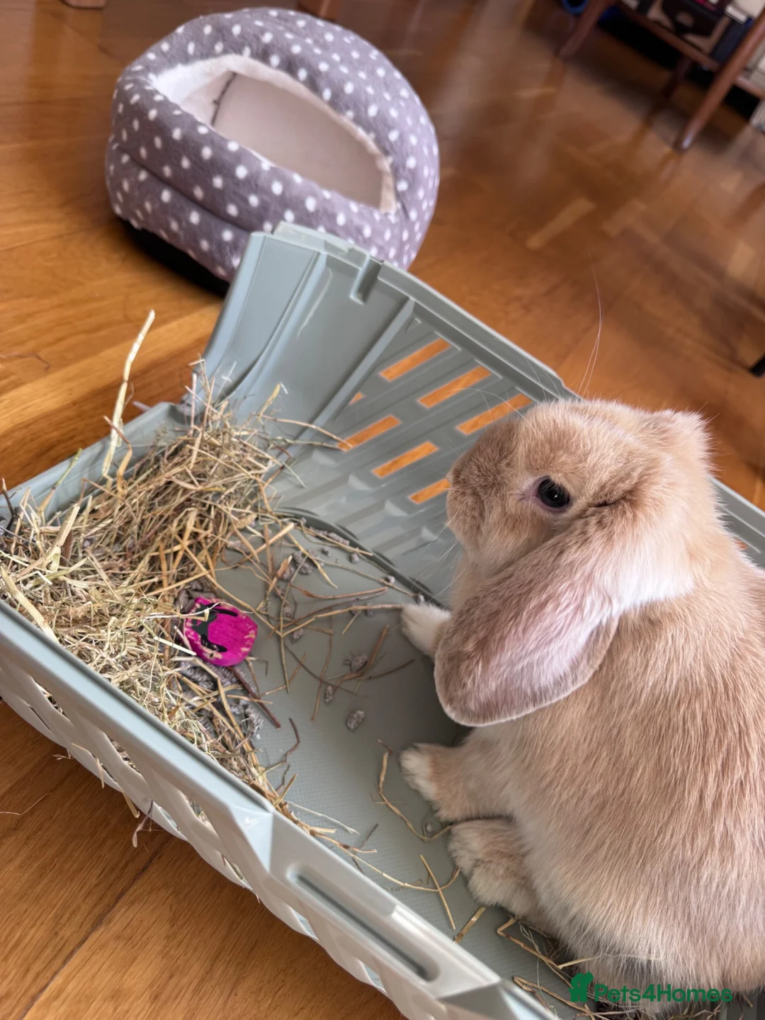 Mini Lop rabbits for sale: Holland lop rabbit female in Solihull - Advert 1