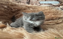 Ragdoll cats for sale: Ragdoll X  - Advert 3