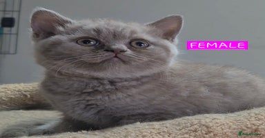 British Shorthair cats - Advert 6