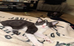 Norwegian Forest Cat cats for sale: Diamond 💎  - Image 2