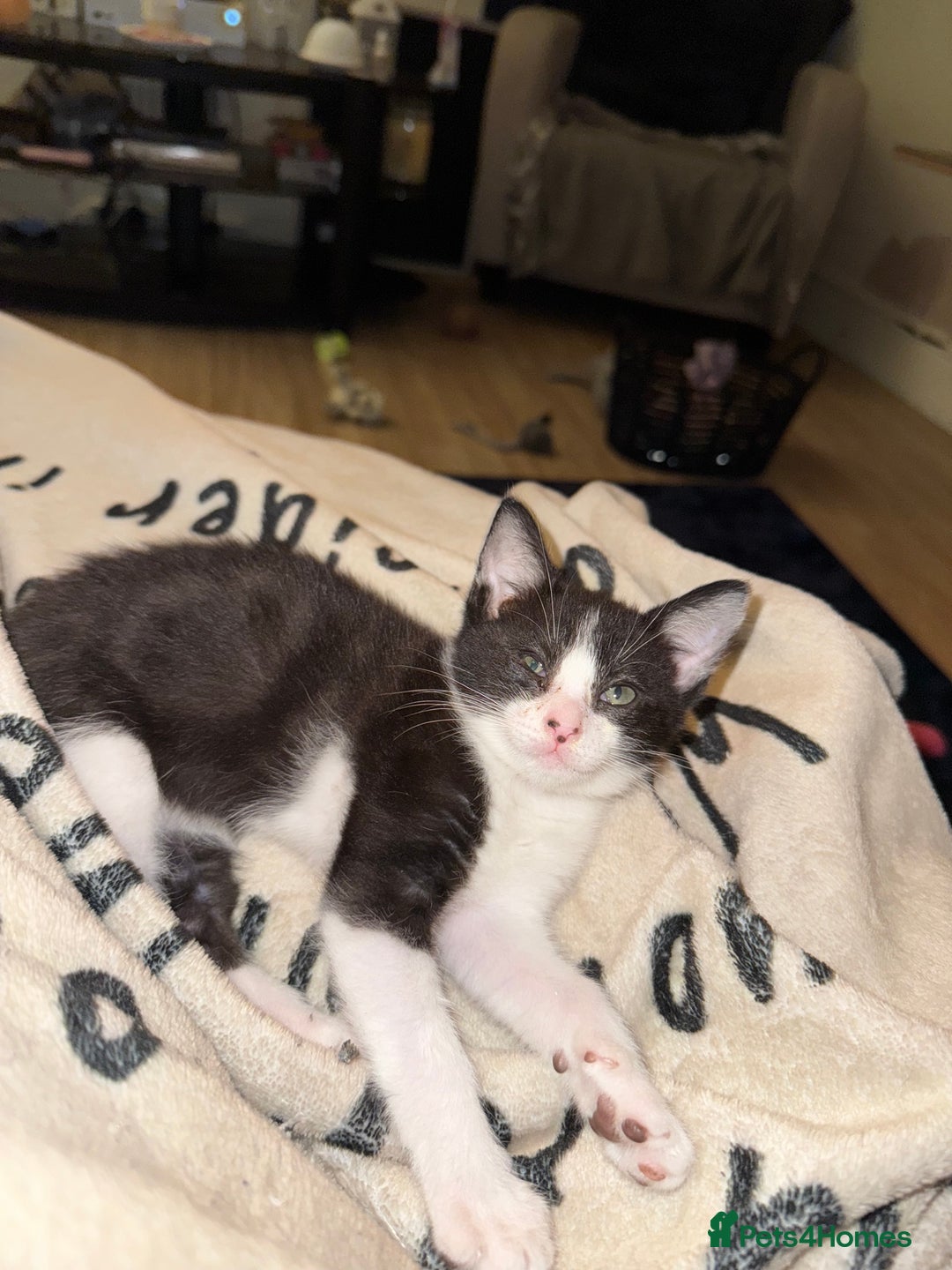 Norwegian Forest Cat cats for sale: Diamond 💎  - Image 2