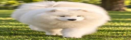 Samoyed dogs for stud: KC Registered Samoyed Stud – BVA Hip Scored - Advert 2