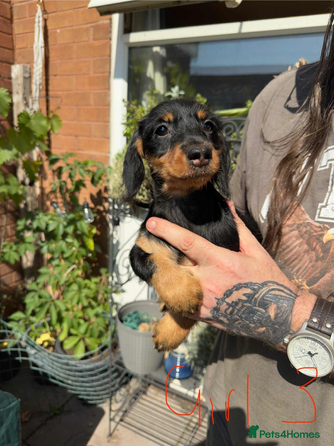 Mixed Breed dogs for sale: cross mini dachshund - Image 5
