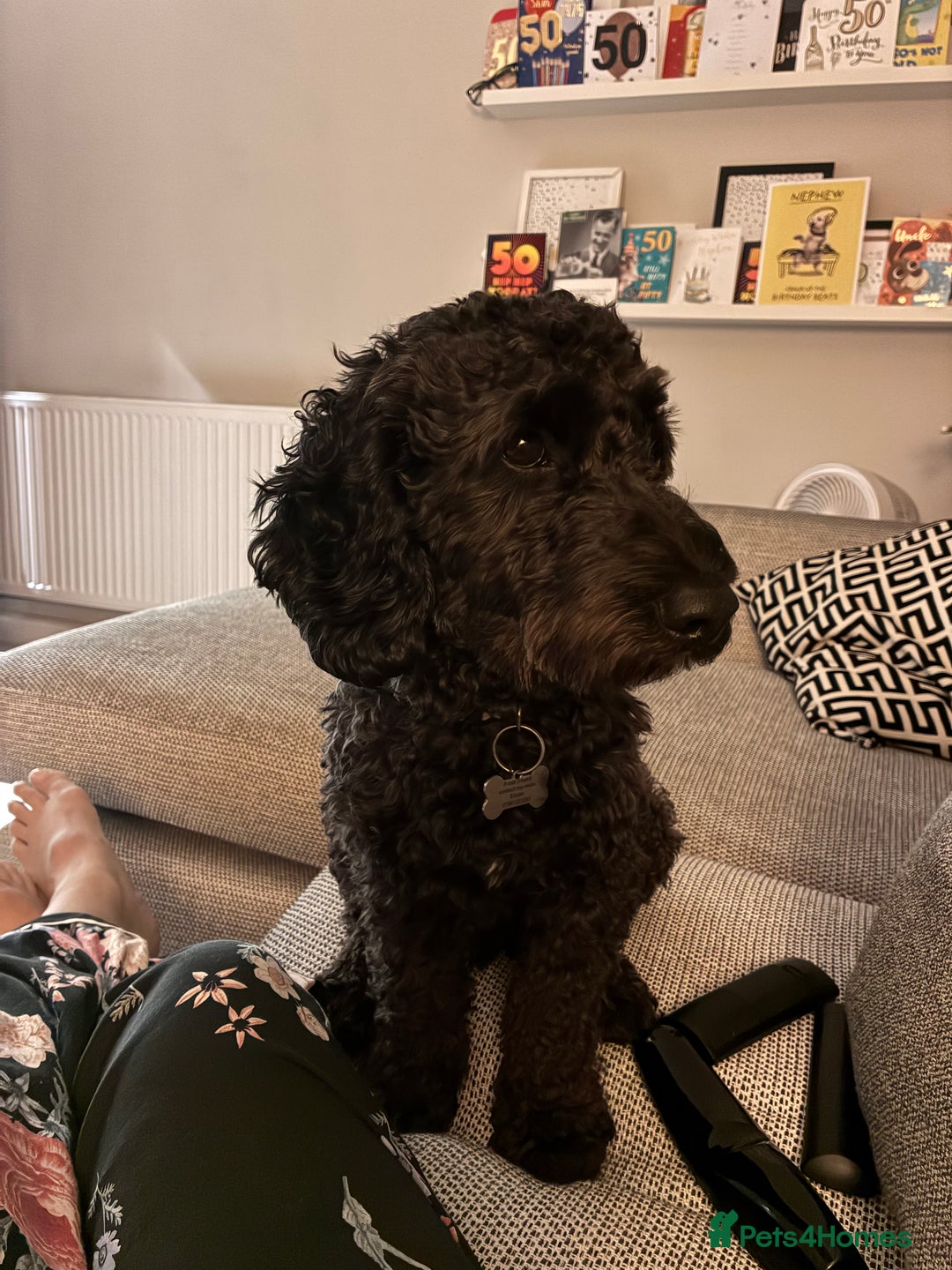 Cockapoo dogs for sale: Rehoming Cockapoo please read description - Image 4