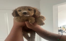 Cockapoo dogs for sale: F2 cockapoo puppies for sale. Ready in 2 weeks🩵🩷 - Image 2