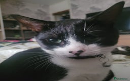 Domestic Shorthair cats for sale: Bonded Pair of Cats - Image 2