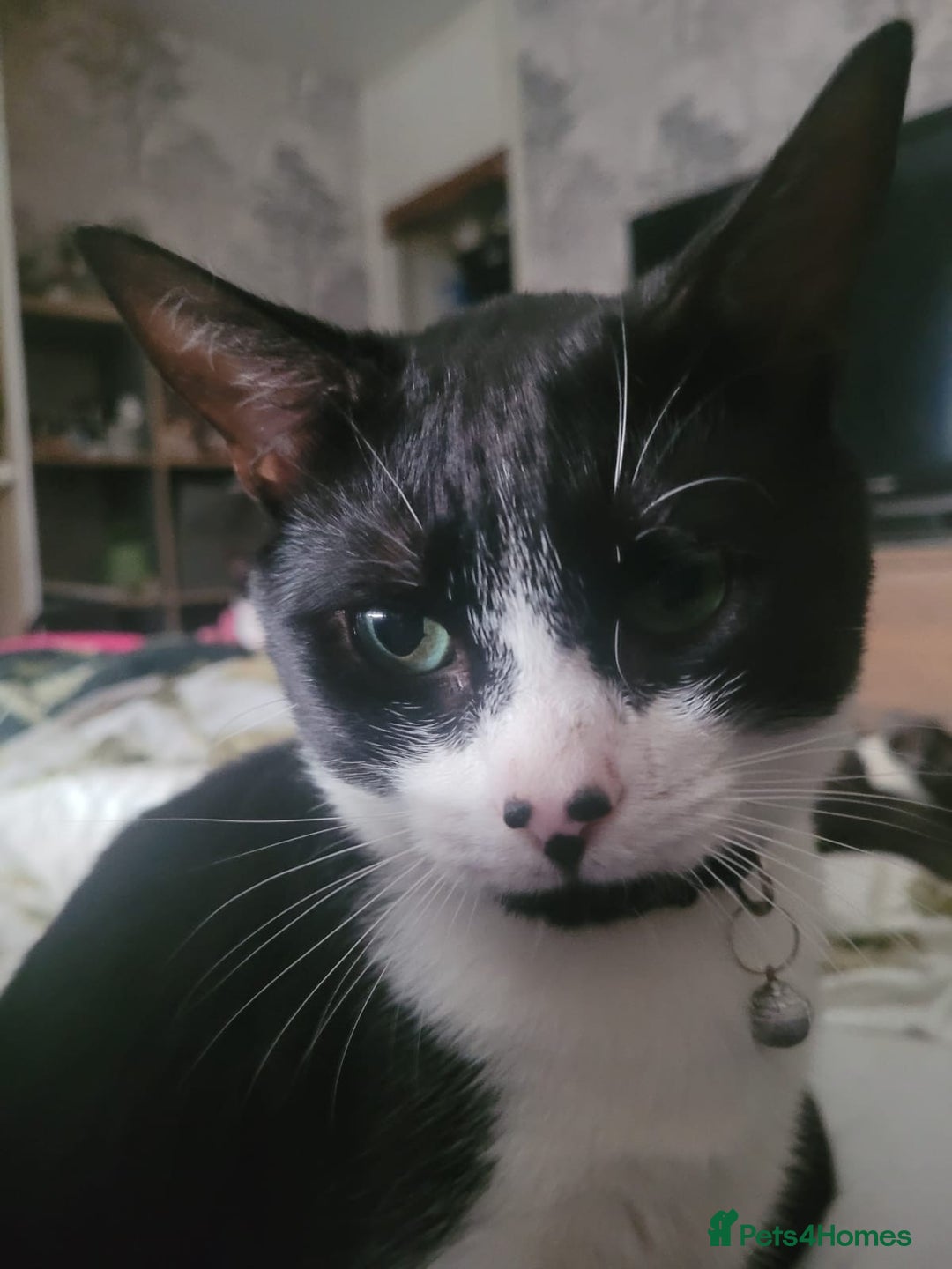 Domestic Shorthair cats for sale: Bonded Pair of Cats - Image 2