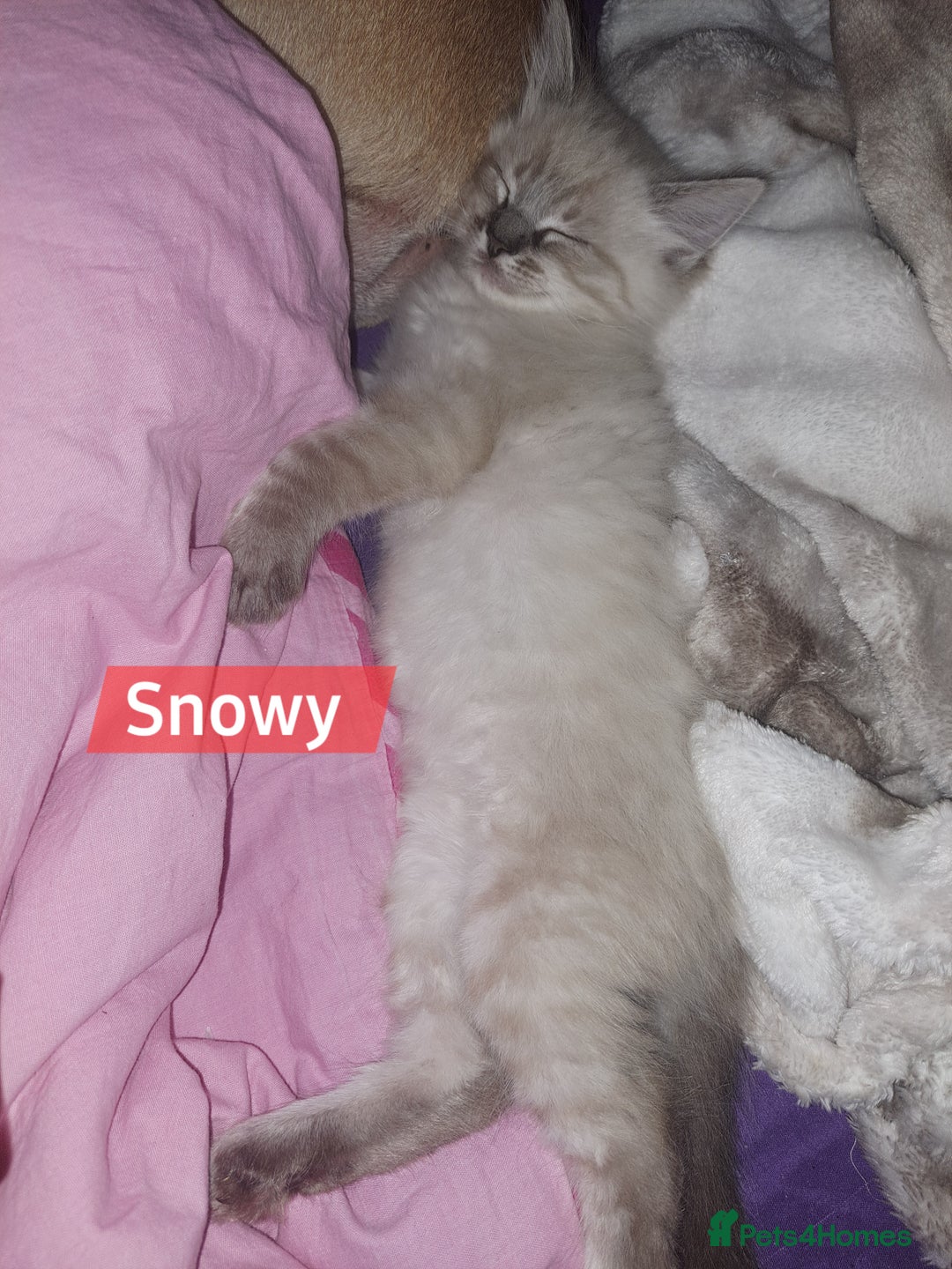 Mixed Breed cats for sale: Balineses x maine coon x Ragdoll  Kittens 💜 - Advert 3