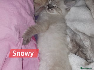 Mixed Breed cats Balineses x maine coon x Ragdoll Kittens 💜 - Advert 11