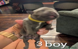 Staffordshire Bull Terrier dogs for sale: Ms/Mister - Image 14