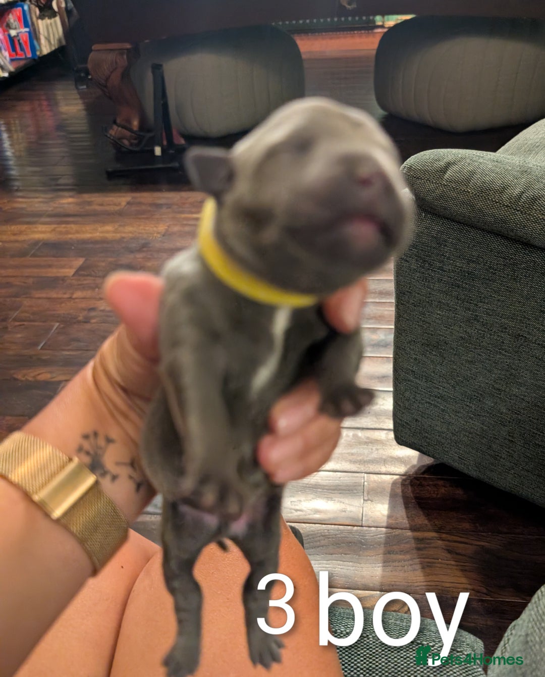 Staffordshire Bull Terrier dogs for sale: Ms/Mister - Image 14