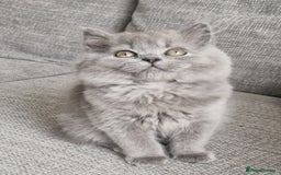 British Longhair cats for sale: READY NOW, ACTIVE OR PET BLH GIRL, GCCF, PEDIGREE - Image 4