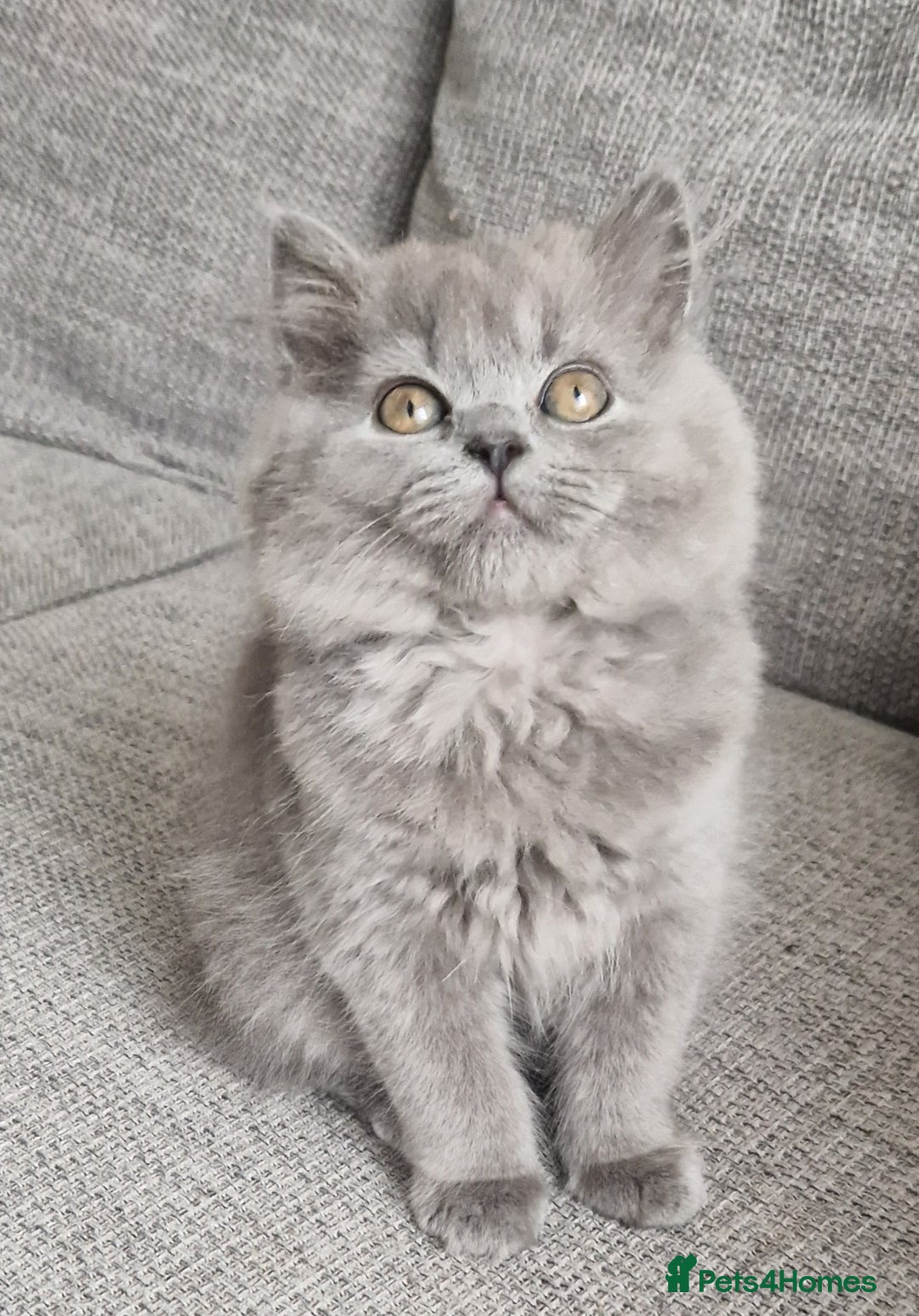 British Longhair cats for sale: READY NOW, ACTIVE OR PET BLH GIRL, GCCF, PEDIGREE - Image 4