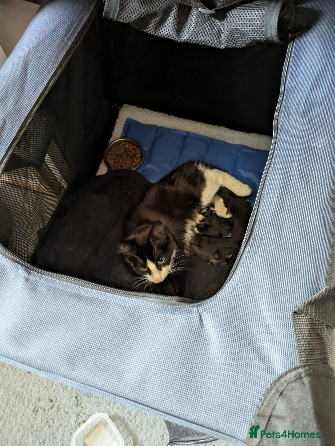 Mixed Breed cats for sale: Male kittens - Advert 2