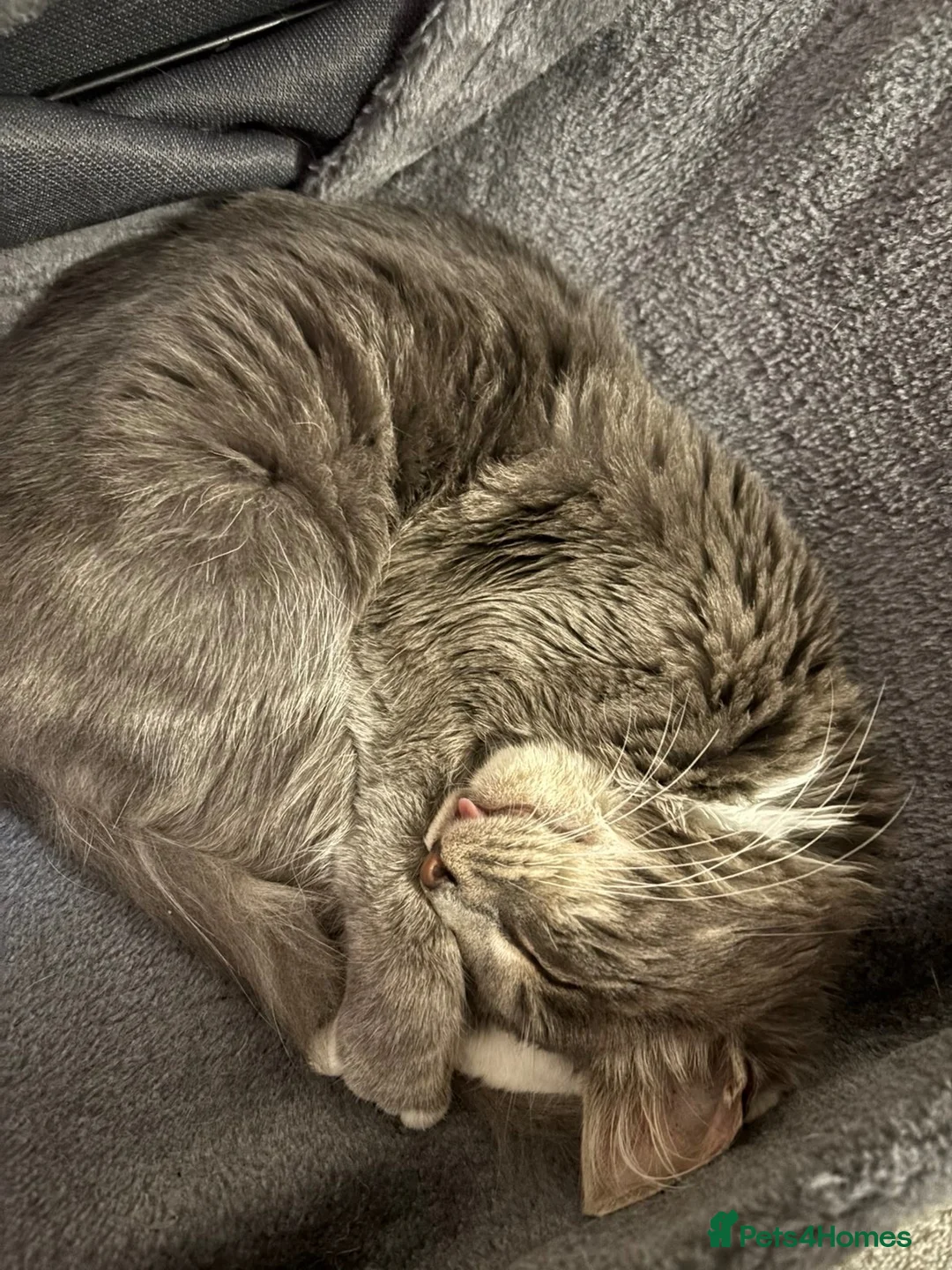 Mixed Breed cats for sale: Young half maincoon for sale in Emsworth - Advert 1