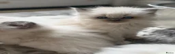 Ragdoll cats for sale: GCCF registered Ragdoll kittens - Advert 24