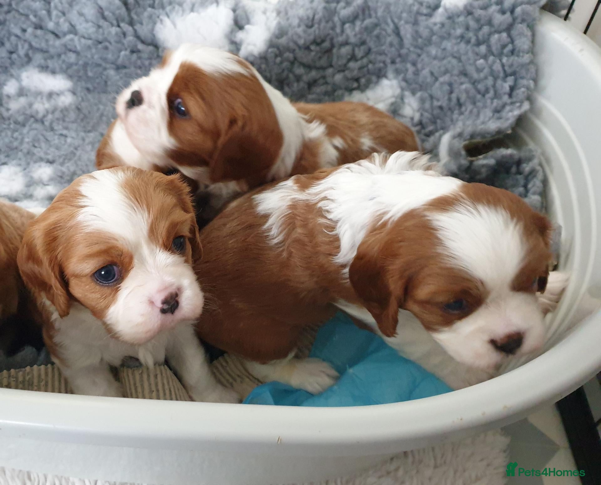 Cavalier King Charles Spaniel dogs for sale: K.C. reg. Cavalier King Charles Spanel - Advert 2