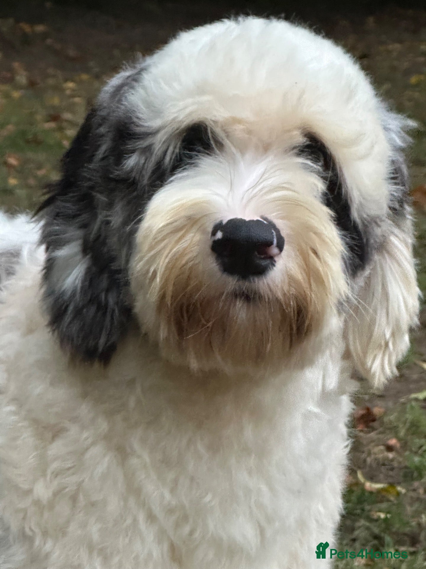 Sheepadoodle dogs Unique midi sheepadoodle hybrid stud - Advert 1