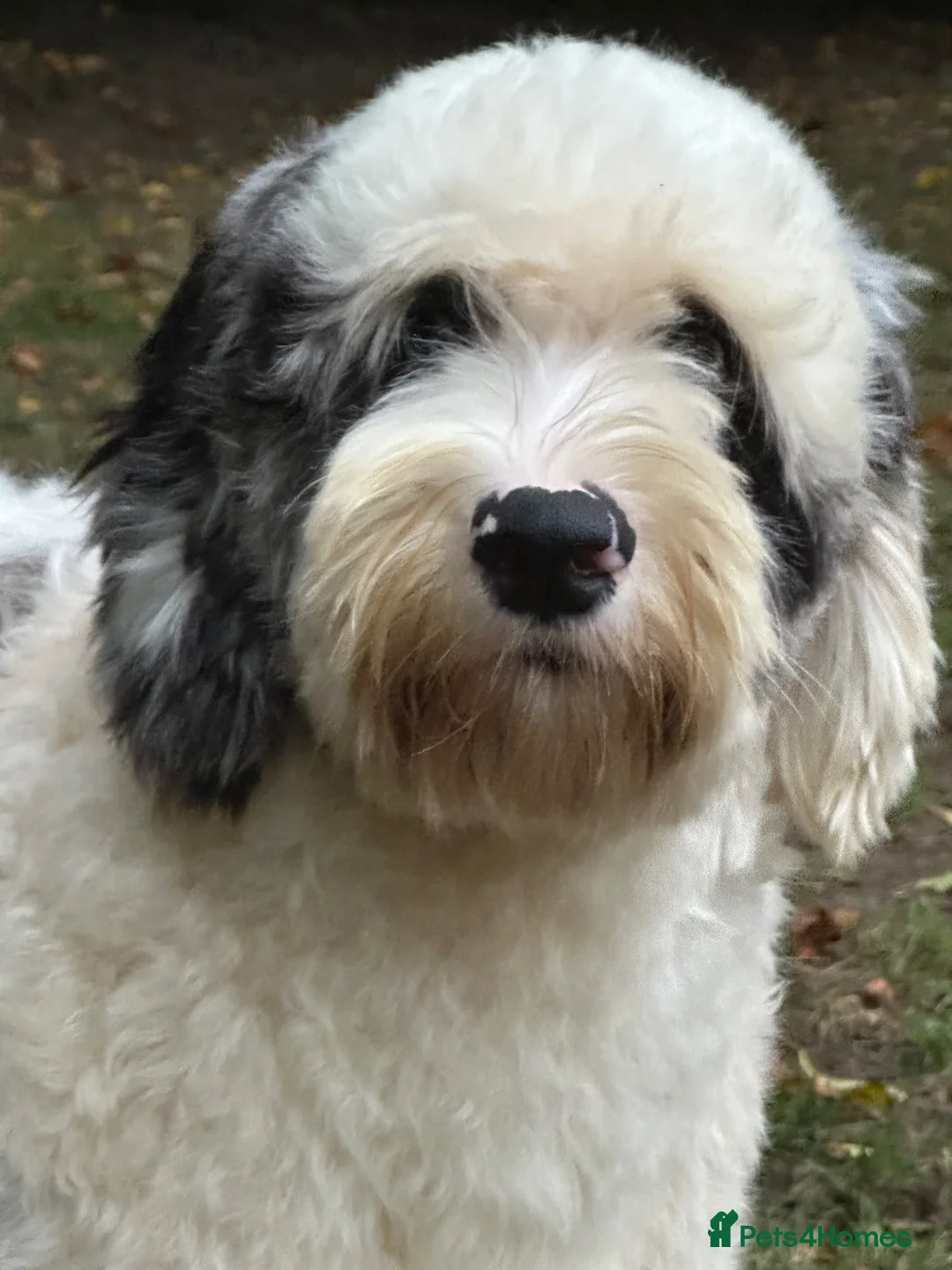 Sheepadoodle dogs for stud: Unique midi sheepadoodle hybrid stud - Advert 1