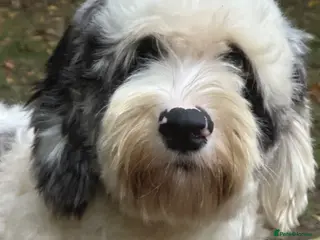 Sheepadoodle dogs Unique midi sheepadoodle hybrid stud - Advert 5