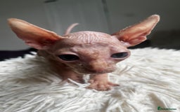 Sphynx cats for sale: Sphynx kittens - Image 7