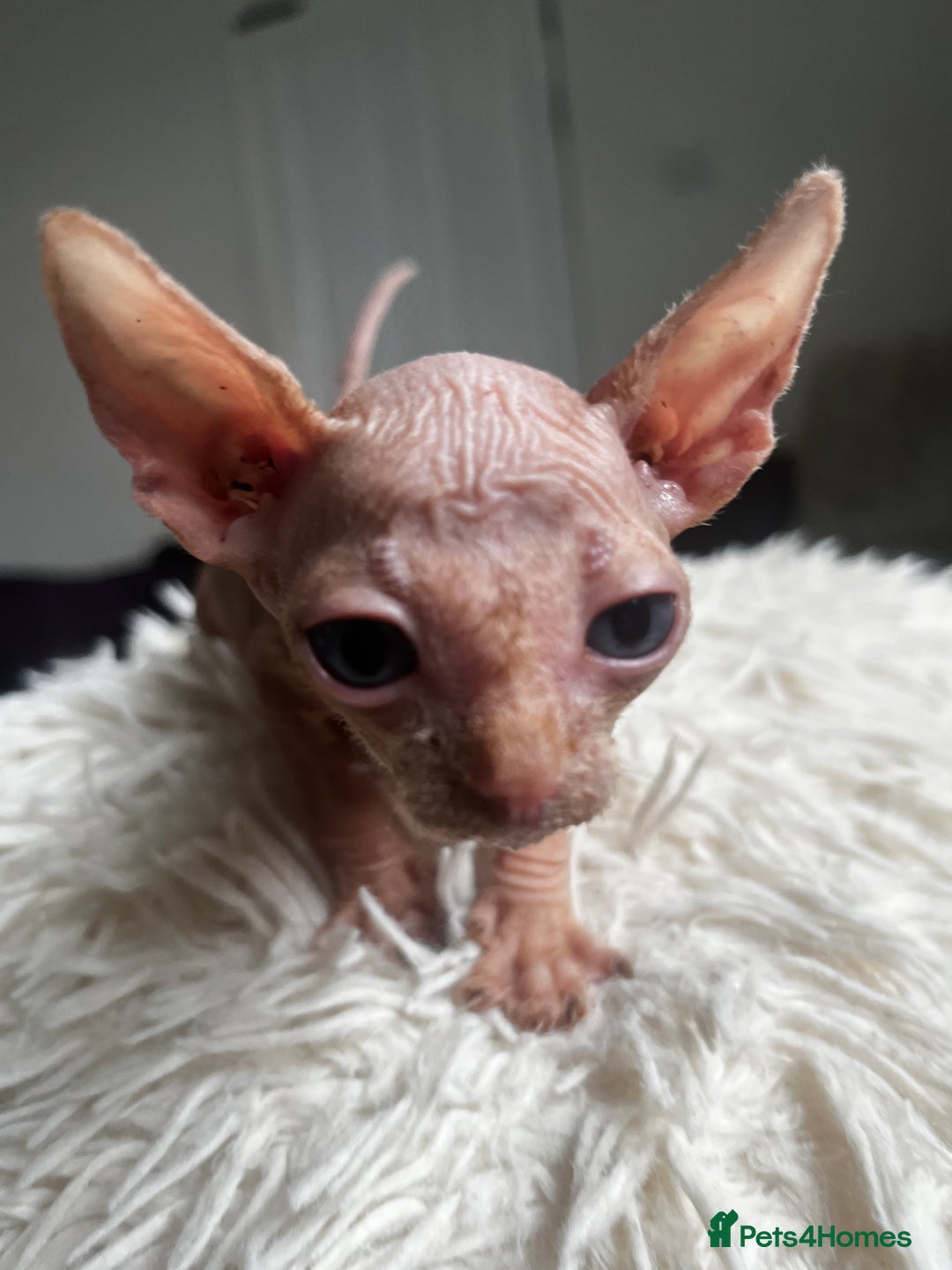 Sphynx cats for sale: Sphynx kittens - Image 7
