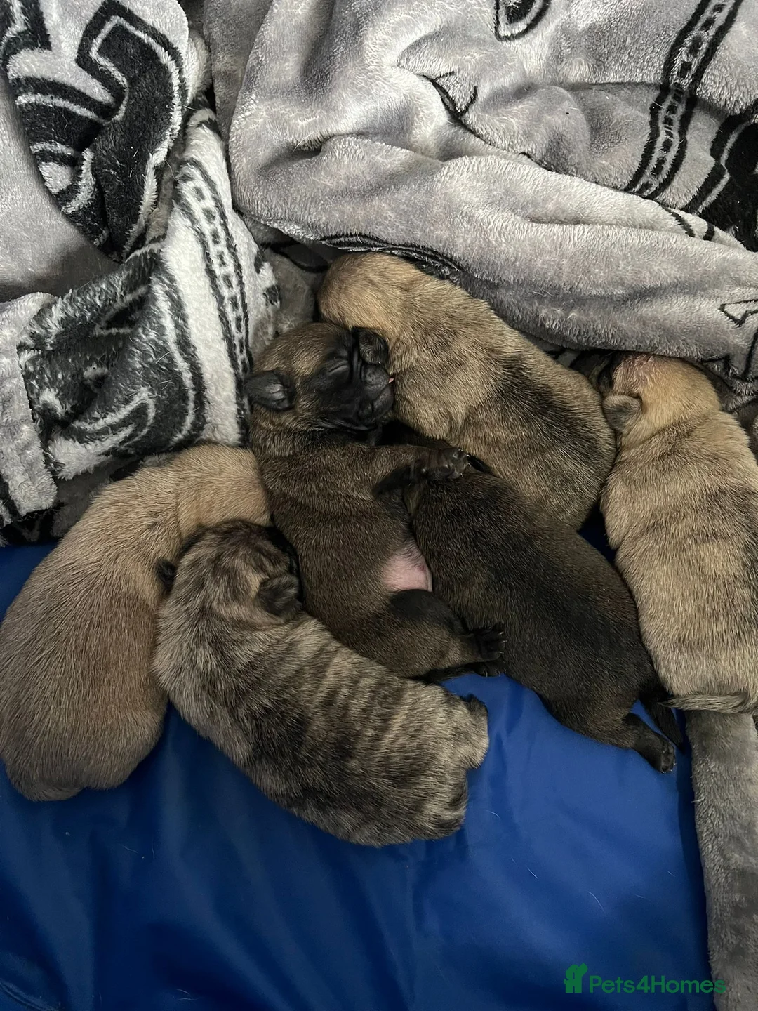 Pug dogs for stud: Health tested black pug stud  in Stevenage - Advert 23