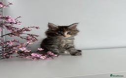 Maine Coon cats for sale: Stunning TICA Maine Coon girls - Image 5