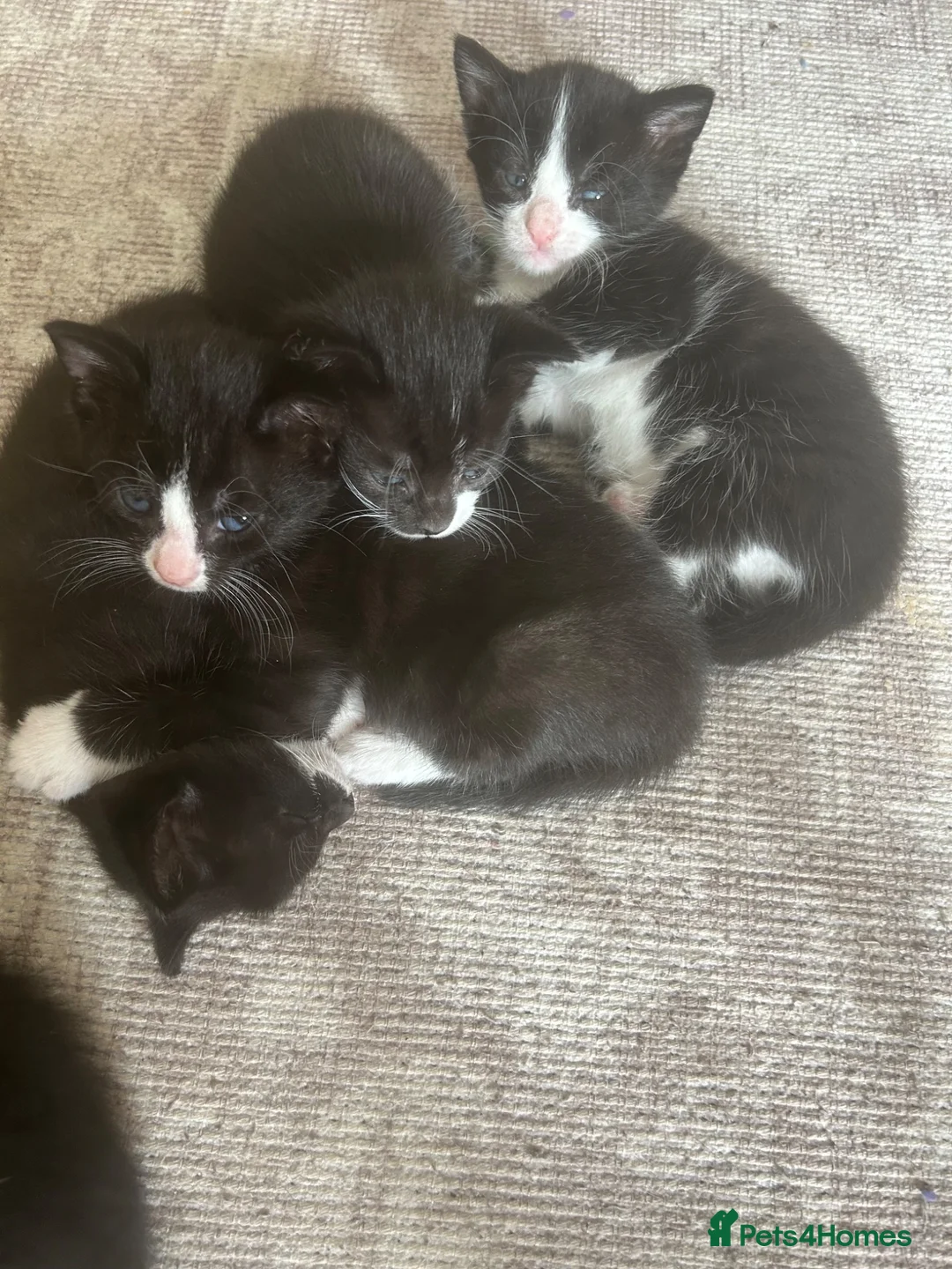 British Shorthair cats for sale: Kittens for sale  - Advert 8
