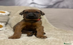 Dobermann dogs for sale: F1b Working dobermanns  - Image 13