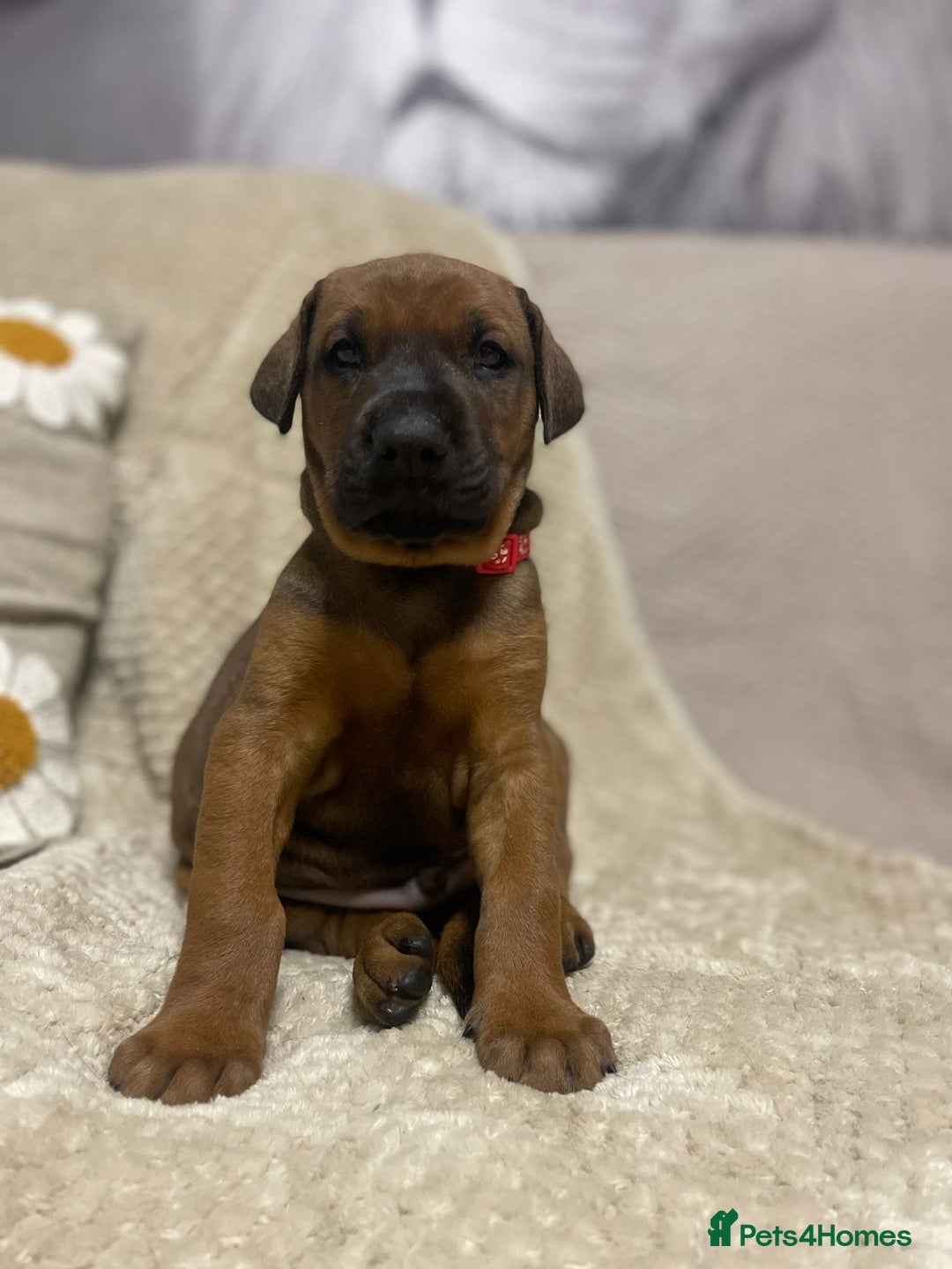 Dobermann dogs for sale: F1b Working dobermanns  - Image 13