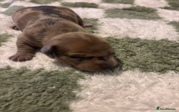 Miniature Dachshund dogs for sale: Miniature dachshund puppies!  - Advert 7