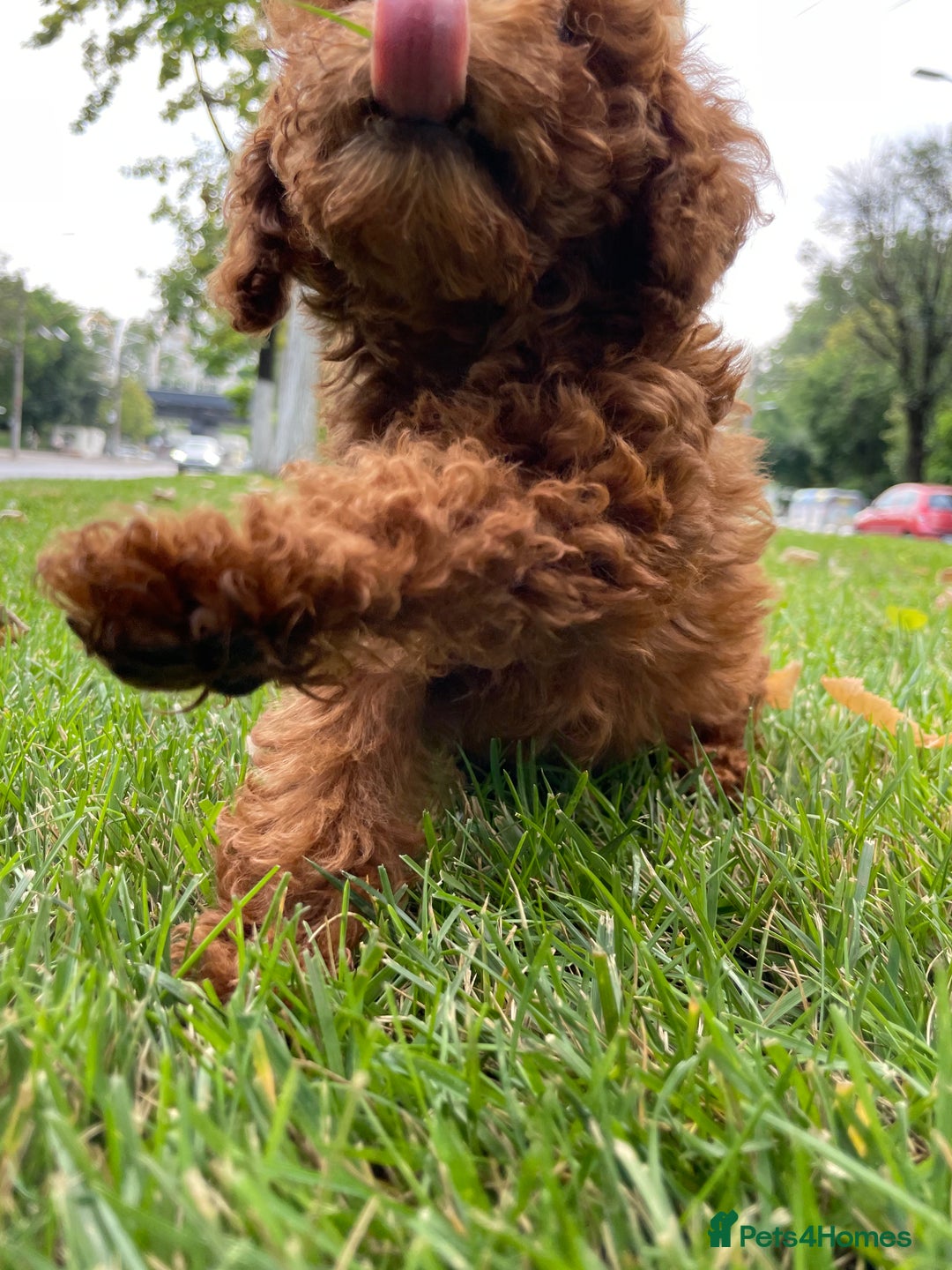 Toy Poodle dogs for sale: Poodle Toy Puppy calm, gentle, with full doc. - Image 20