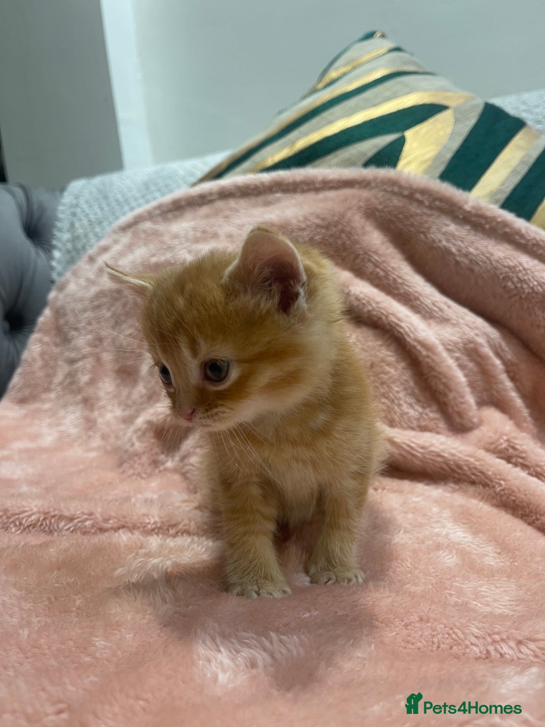 Scottish Fold cats for sale: Scottish fold/straight kittens  - Image 8
