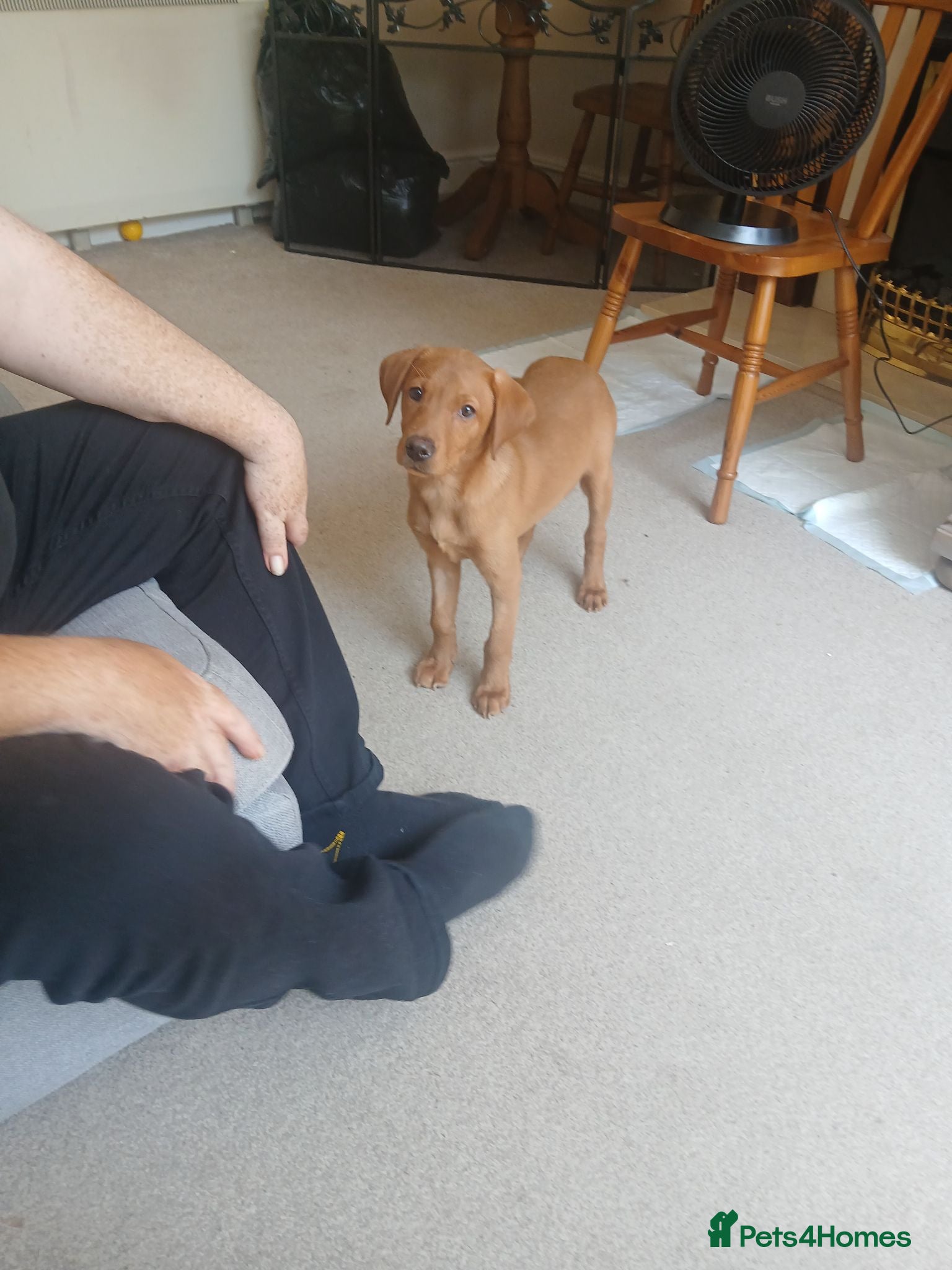 Labrador Retriever dogs Deep red fox labrador girl 4 months old  - Advert 6