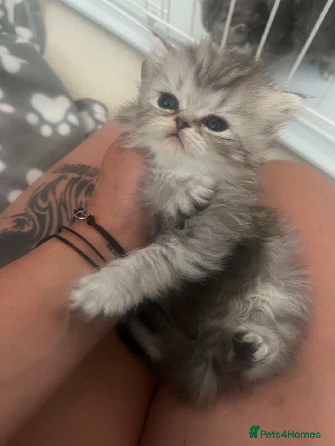 Persian cats for sale: Ready now 3 beautiful Persians  - Image 6