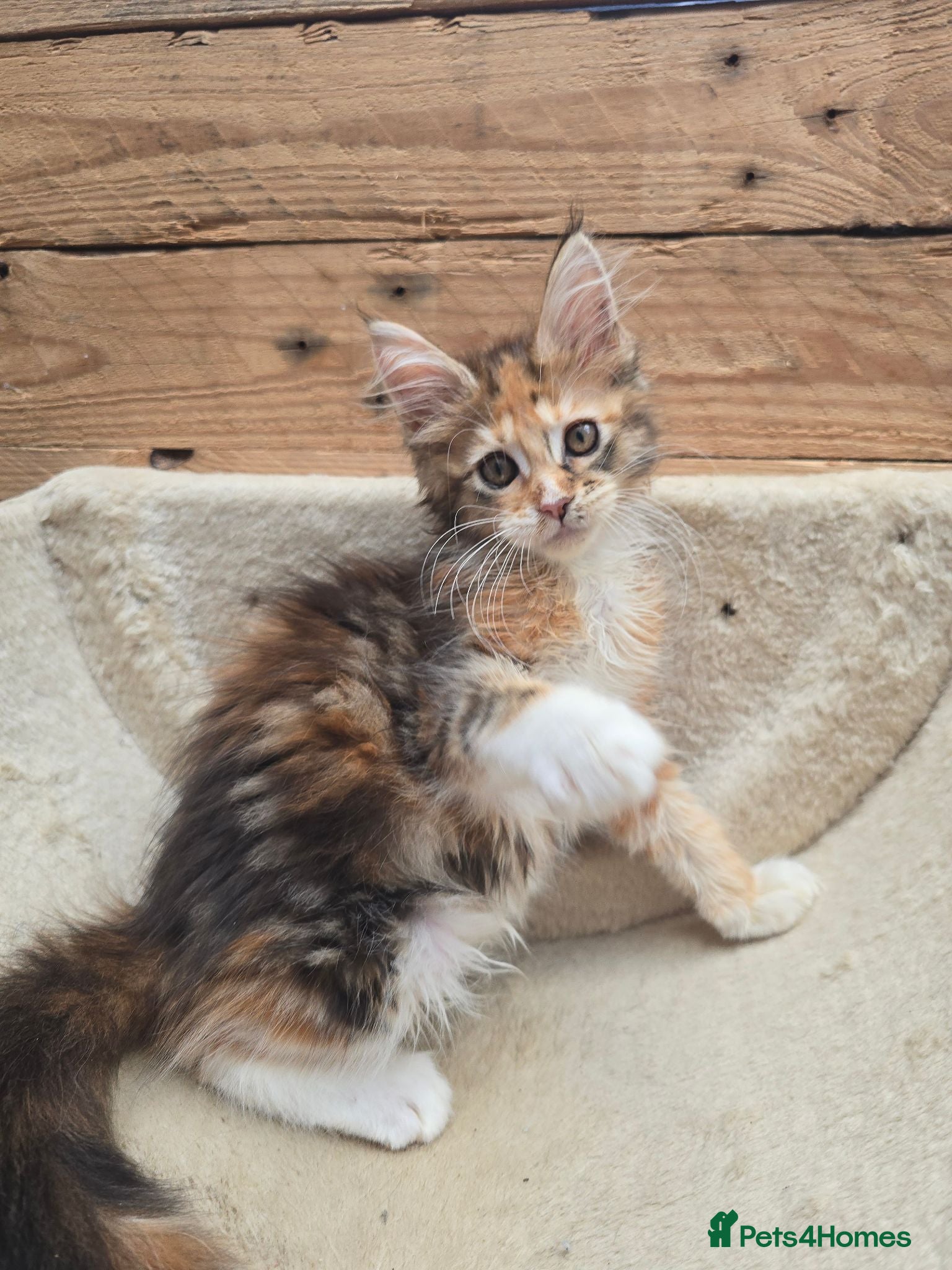 Maine Coon cats REDUCED Calico Maine Coon Kitten READY NOW - Advert 1