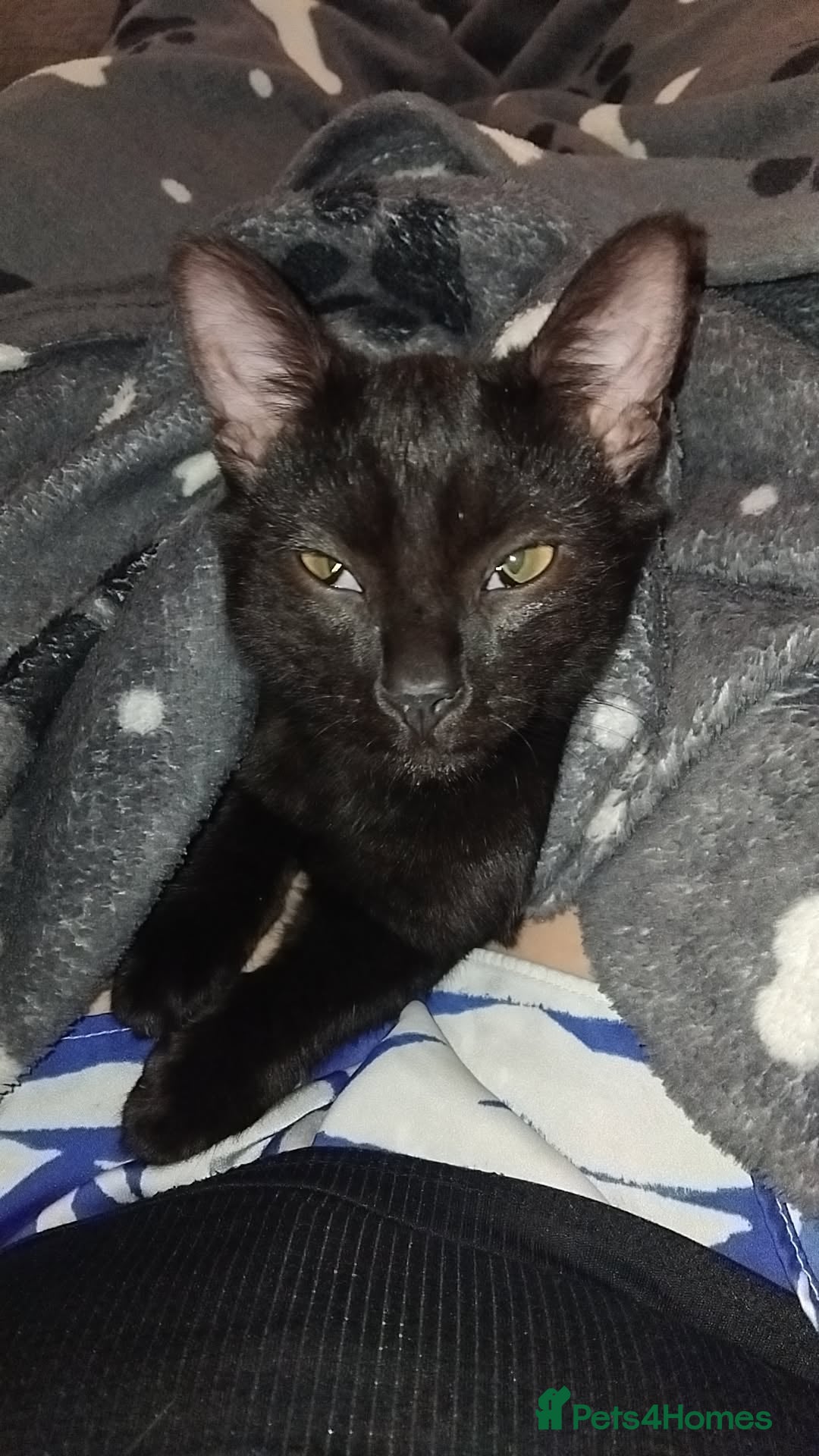 British Shorthair cats CLADS AND SPICE FREE - Advert 6