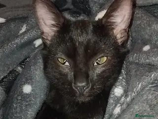 British Shorthair cats CLADS AND SPICE FREE - Advert 6