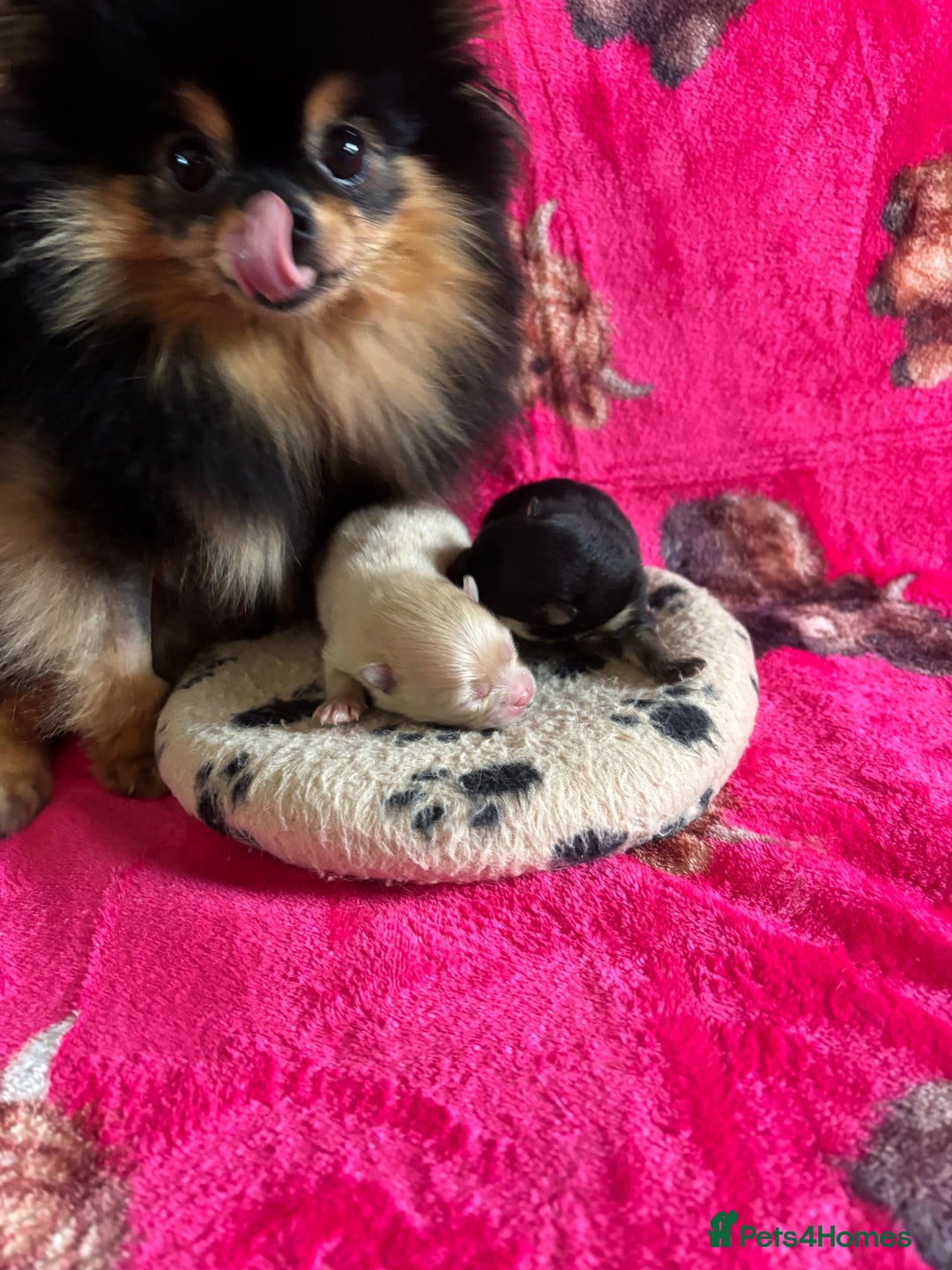 Pomeranian dogs for sale: Beautiful teddy bear Pomeranians - Advert 8