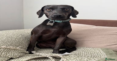 Mixed Breed dogs in Colchester - Advert 10
