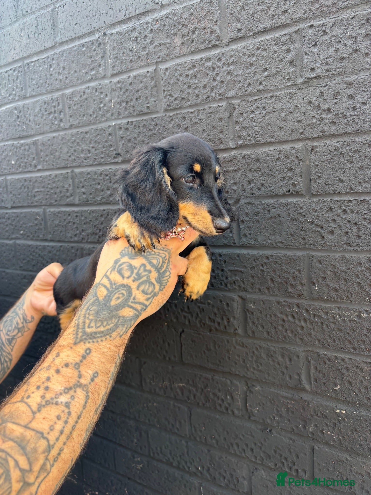 Miniature Dachshund dogs 🐾KC registered long-haired miniature dachshund 🐾 - Advert 16
