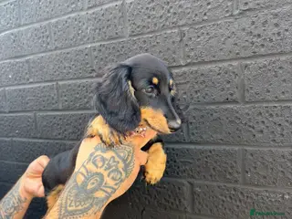 Miniature Dachshund dogs 🐾KC registered long-haired miniature dachshund 🐾 - Advert 16
