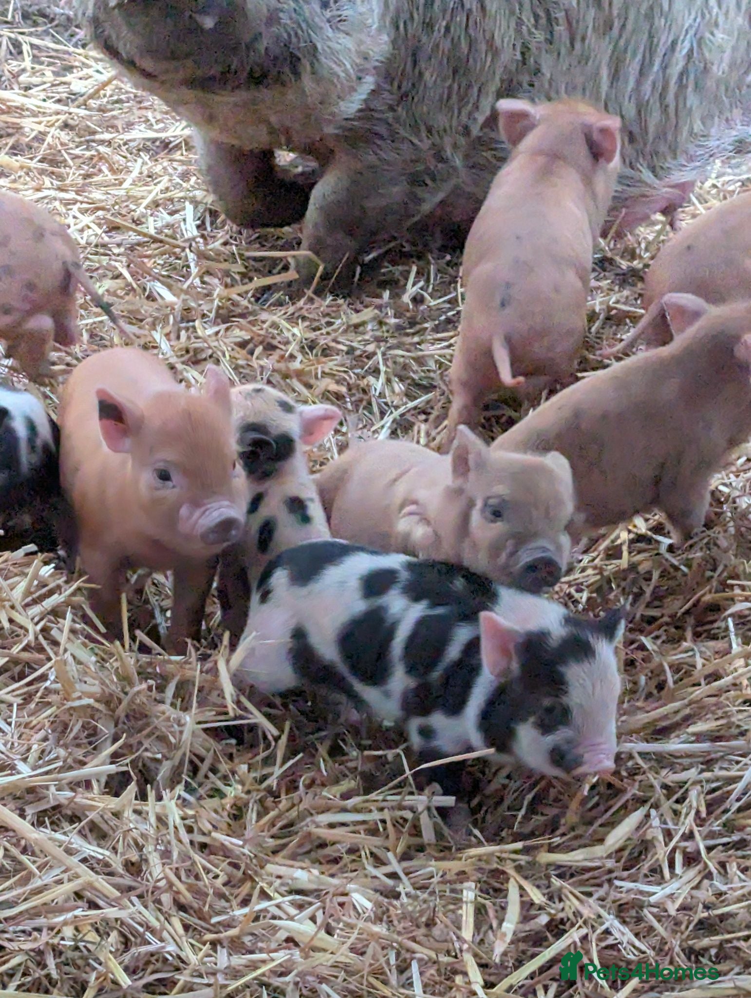Pig livestock Julianna Micro 't-cup' piglets  - Advert 10
