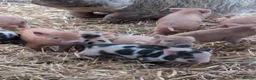 Pig livestock for sale: Julianna Micro 't-cup' piglets  - Advert 1