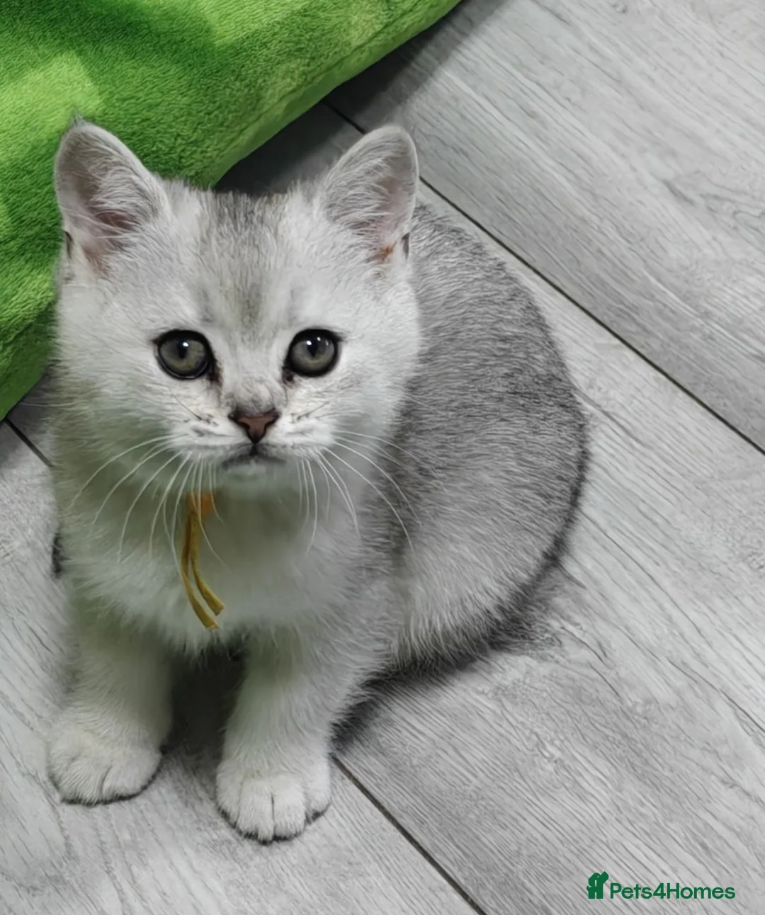 British Shorthair cats for sale: Cute & Playful Kittens for Sale – Vet Checked - Advert 13