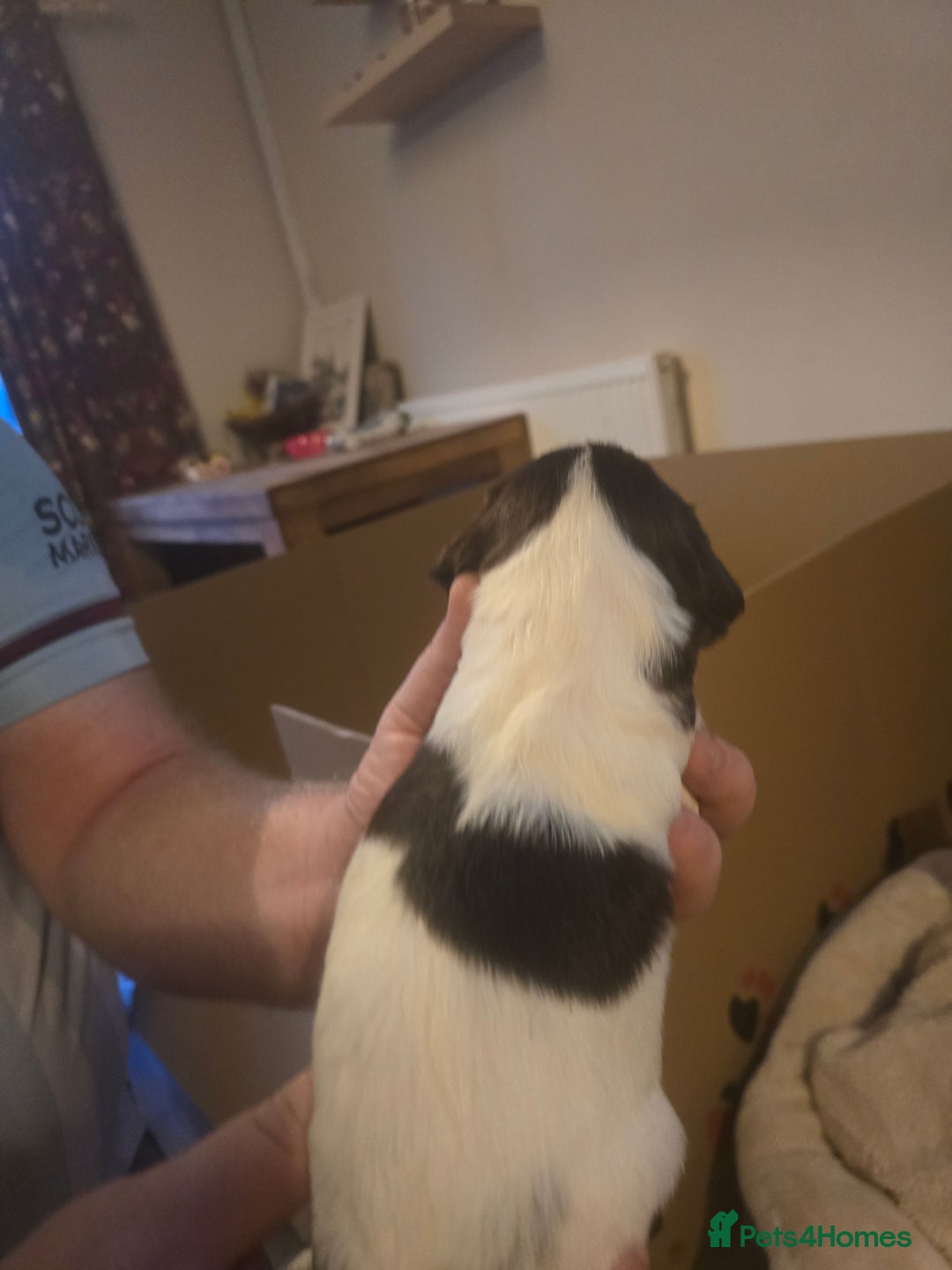 English Springer Spaniel dogs for sale: English Springer Spaniel liver & white pups - Advert 19