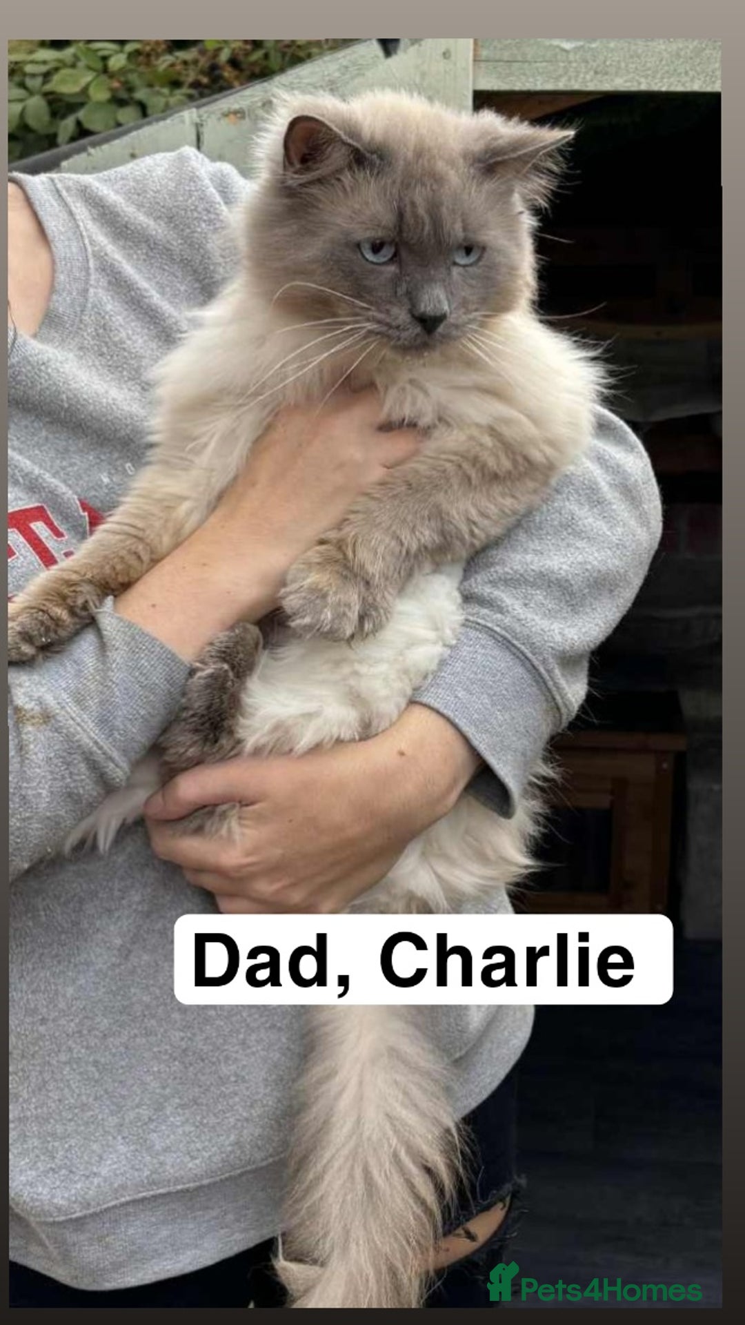 Ragdoll cats for sale: Two GCCF ragdoll boys ♂️♂️😺😺 - Advert 8