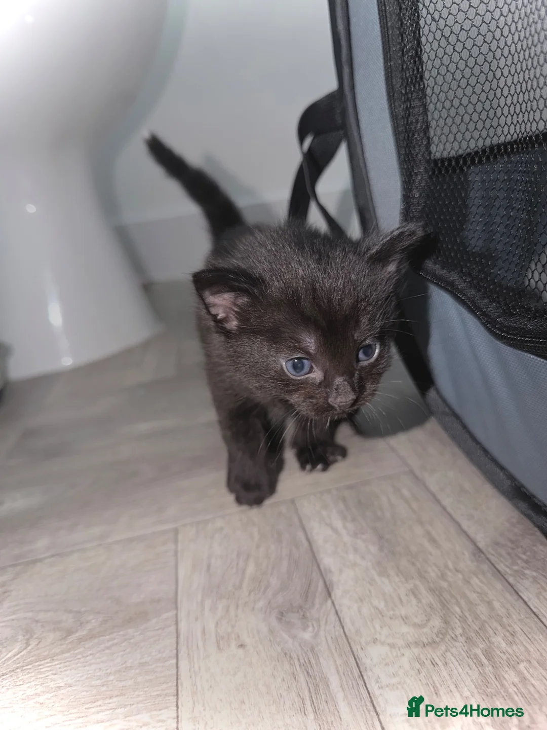 Mixed Breed cats for sale: 🐈‍⬛ Beautiful Russian Blue Cross Kittens 🐈‍⬛ - Advert 5